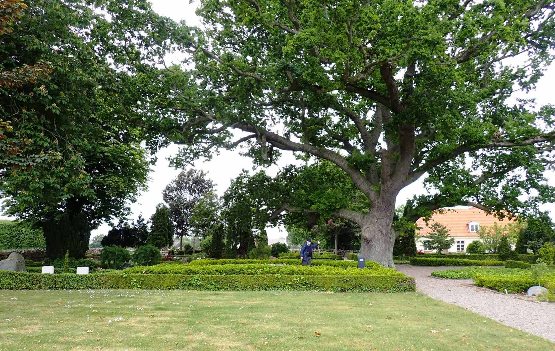 Dines Bogø
